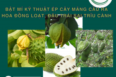 BẬT MÍ KỸ THUẬT ÉP CÂY MÃNG CẦU RA HOA ĐỒNG LOẠT, ĐẬU TRÁI SAI TRĨU CÀNH