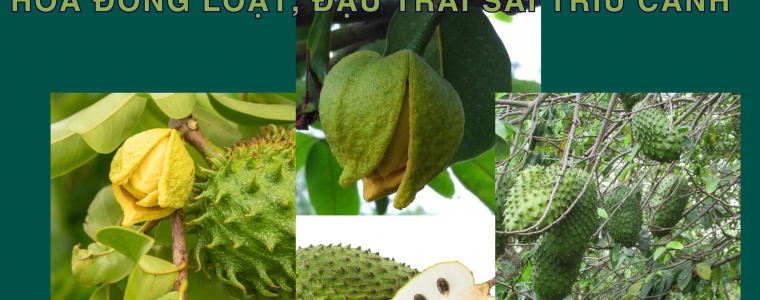 BAT MI KY THUAT EP CAY MANG CAU RA HOA DONG LOAT DAU TRAI SAI TRIU CANH
