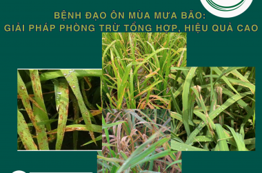 BỆNH ĐẠO ÔN MÙA MƯA BÃO: GIẢI PHÁP PHÒNG TRỪ TỔNG HỢP, HIỆU QUẢ CAO