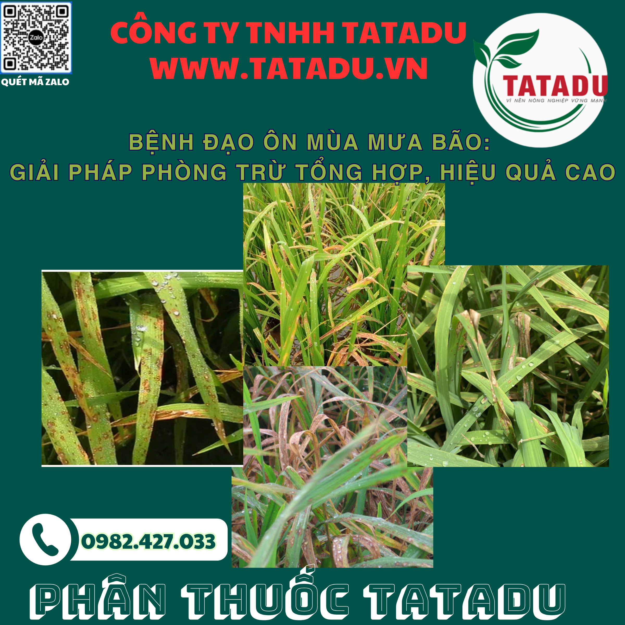 BENH DAO ON MUA MUA BAO GIAI PHAP PHONG TRU TONG HOP HIEU QUA CAO