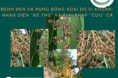 BỆNH ĐEN VÀ RỤNG BÔNG XOÀI DO VI KHUẨN: NHẬN DIỆN “KẺ THÙ” VÀ GIẢI PHÁP “CỨU” CẢ MÙA VỤ
