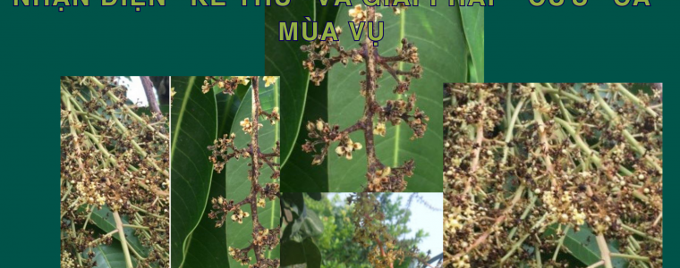 BENH DEN VA RUNG BONG XOAI DO VI KHUAN NHAN DIEN KE THU VA GIAI PHAP CUU CA MUA VU