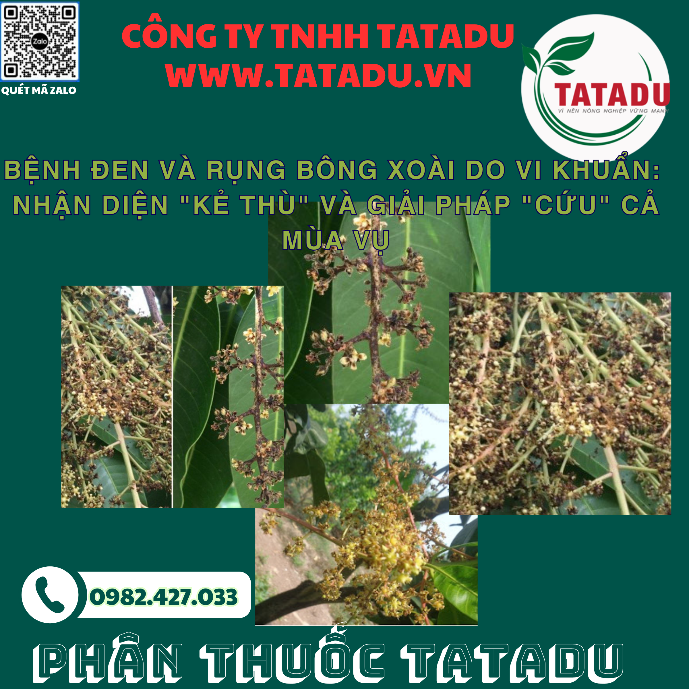 BENH DEN VA RUNG BONG XOAI DO VI KHUAN NHAN DIEN KE THU VA GIAI PHAP CUU CA MUA VU BENH DEN VA RUNG BONG XOAI DO VI KHUAN NHAN DIEN KE THU VA GIAI PHAP CUU CA MUA VU