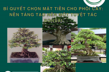 BÍ QUYẾT CHỌN MẶT TIỀN CHO PHÔI CÂY: NỀN TẢNG TẠO NÊN MỘT TUYỆT TÁC BONSAI