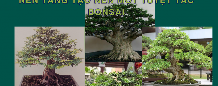 BI QUYET CHON MAT TIEN CHO PHOI CAY NEN TANG TAO NEN MOT TUYET TAC BONSAI