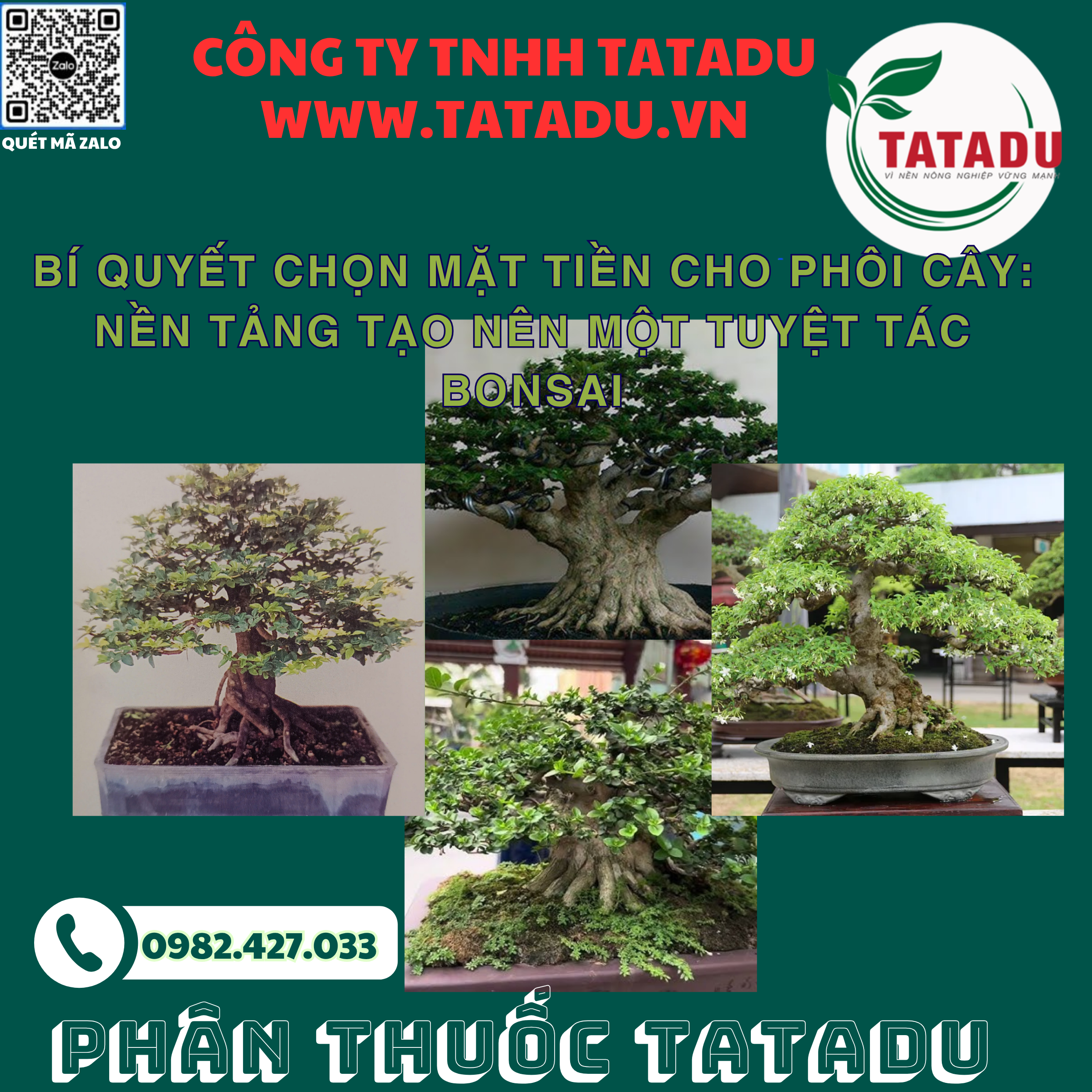 BI QUYET CHON MAT TIEN CHO PHOI CAY NEN TANG TAO NEN MOT TUYET TAC BONSAI