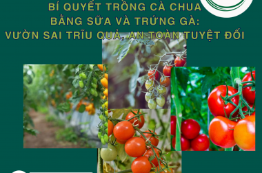 BÍ QUYẾT TRỒNG CÀ CHUA BẰNG SỮA VÀ TRỨNG GÀ: VƯỜN SAI TRĨU QUẢ, AN TOÀN TUYỆT ĐỐI