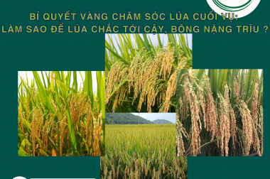 BÍ QUYẾT VÀNG CHĂM SÓC LÚA CUỐI VỤ: LÀM SAO ĐỂ LÚA CHẮC TỚI CẬY, BÔNG NẶNG TRĨU ?