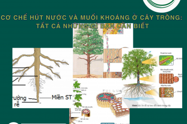 CƠ CHẾ HÚT NƯỚC VÀ MUỐI KHOÁNG Ở CÂY TRỒNG: TẤT CẢ NHỮNG GÌ BẠN CẦN BIẾT