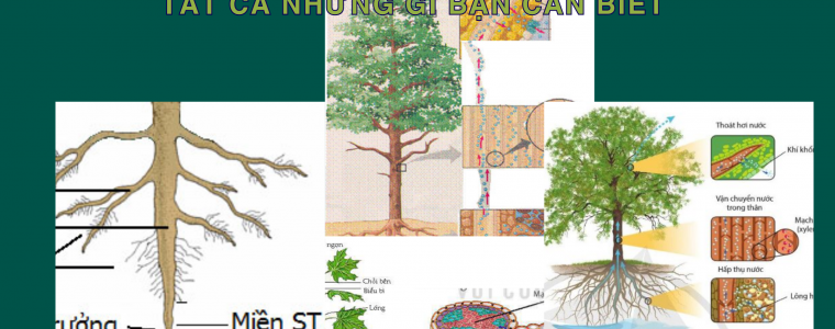 CO CHE HUT NUOC VA MUOI KHOANG O CAY TRONG TAT CA NHUNG GI BAN CAN BIET