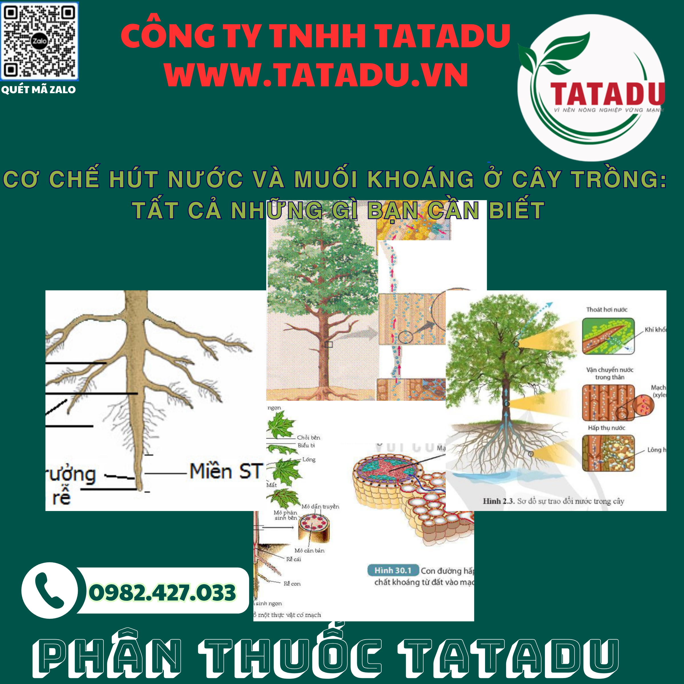 CO CHE HUT NUOC VA MUOI KHOANG O CAY TRONG TAT CA NHUNG GI BAN CAN BIET
