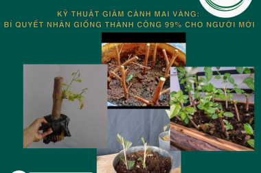 KỸ THUẬT GIÂM CÀNH MAI VÀNG: BÍ QUYẾT NHÂN GIỐNG THÀNH CÔNG 99% CHO NGƯỜI MỚI