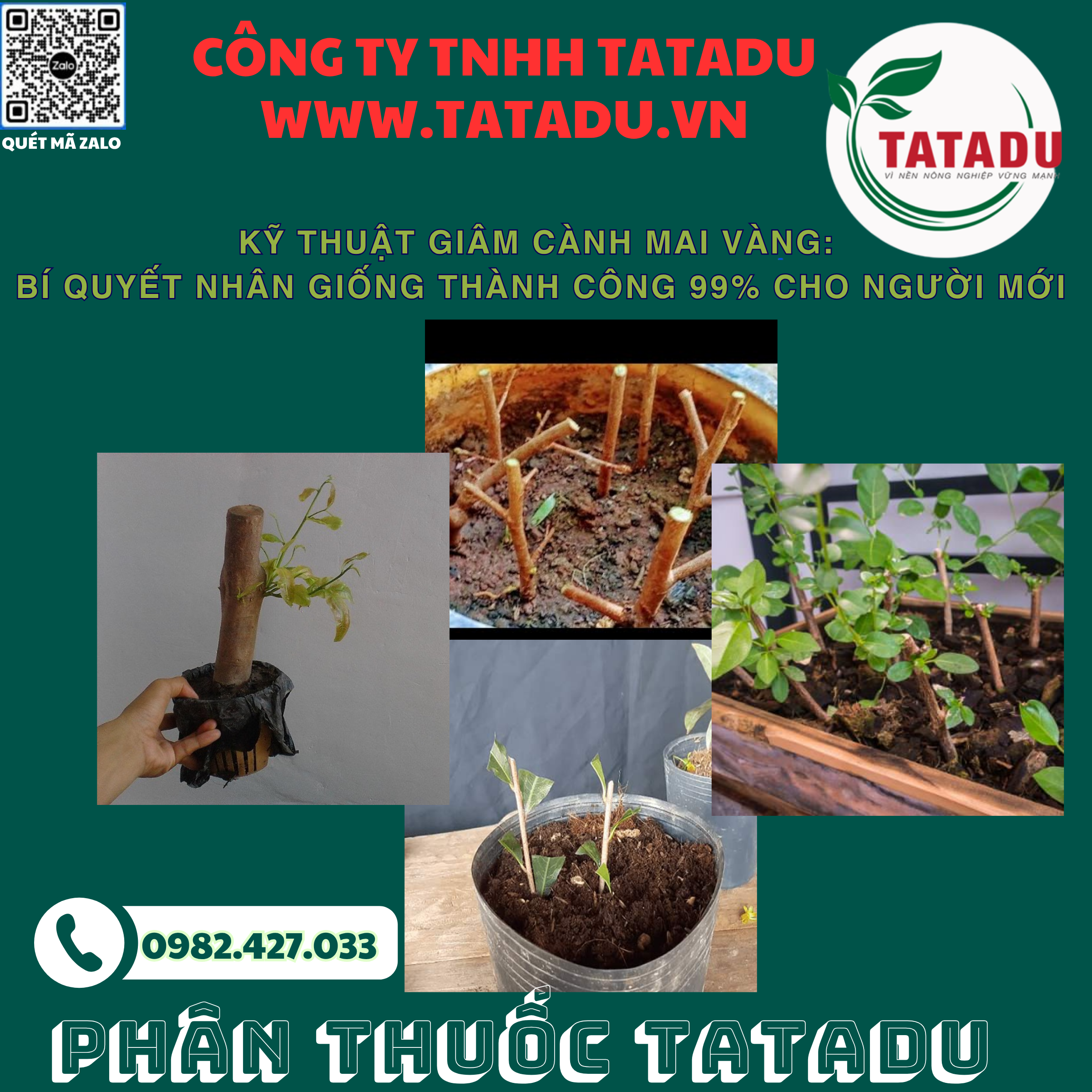 KY THUAT GIAM CANH MAI VANG BI QUYET NHAN GIONG THANH CONG 99 CHO NGUOI MOI