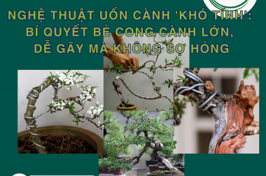 NGHỆ THUẬT UỐN CÀNH ‘KHÓ TÍNH’: BÍ QUYẾT BẺ CONG CÀNH LỚN, DỄ GÃY MÀ KHÔNG SỢ HỎNG