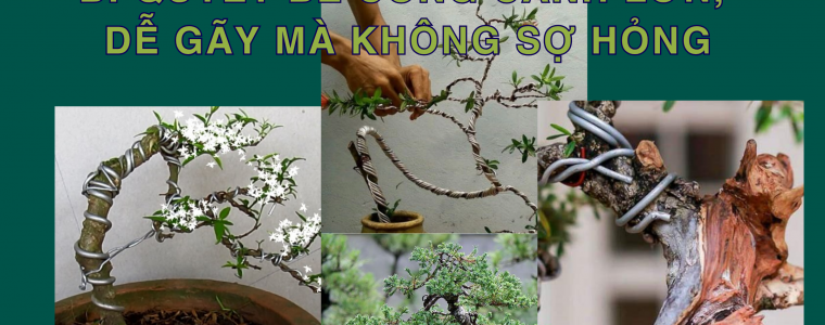 NGHE THUAT UON CANH KHO TINH BI QUYET BE CONG CANH LON DE GAY MA KHONG SO HONG
