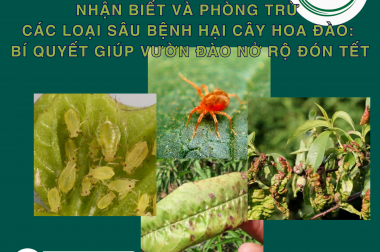 NHẬN BIẾT VÀ PHÒNG TRỪ CÁC LOẠI SÂU BỆNH HẠI CÂY HOA ĐÀO: BÍ QUYẾT GIÚP VƯỜN ĐÀO NỞ RỘ ĐÓN TẾT