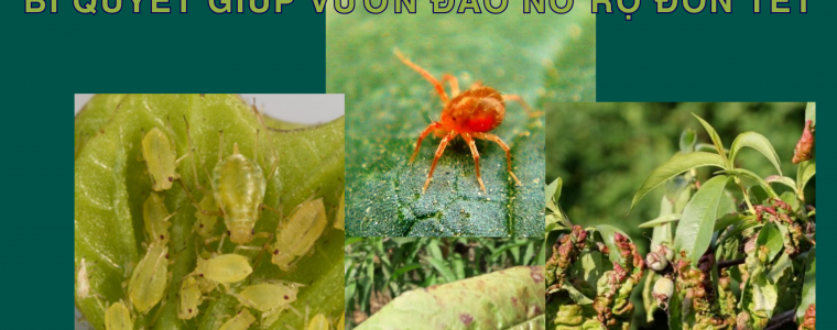 NHAN BIET VA PHONG TRU CAC LOAI SAU BENH HAI CAY HOA DAO BI QUYET GIUP VUON DAO NO RO DON TET