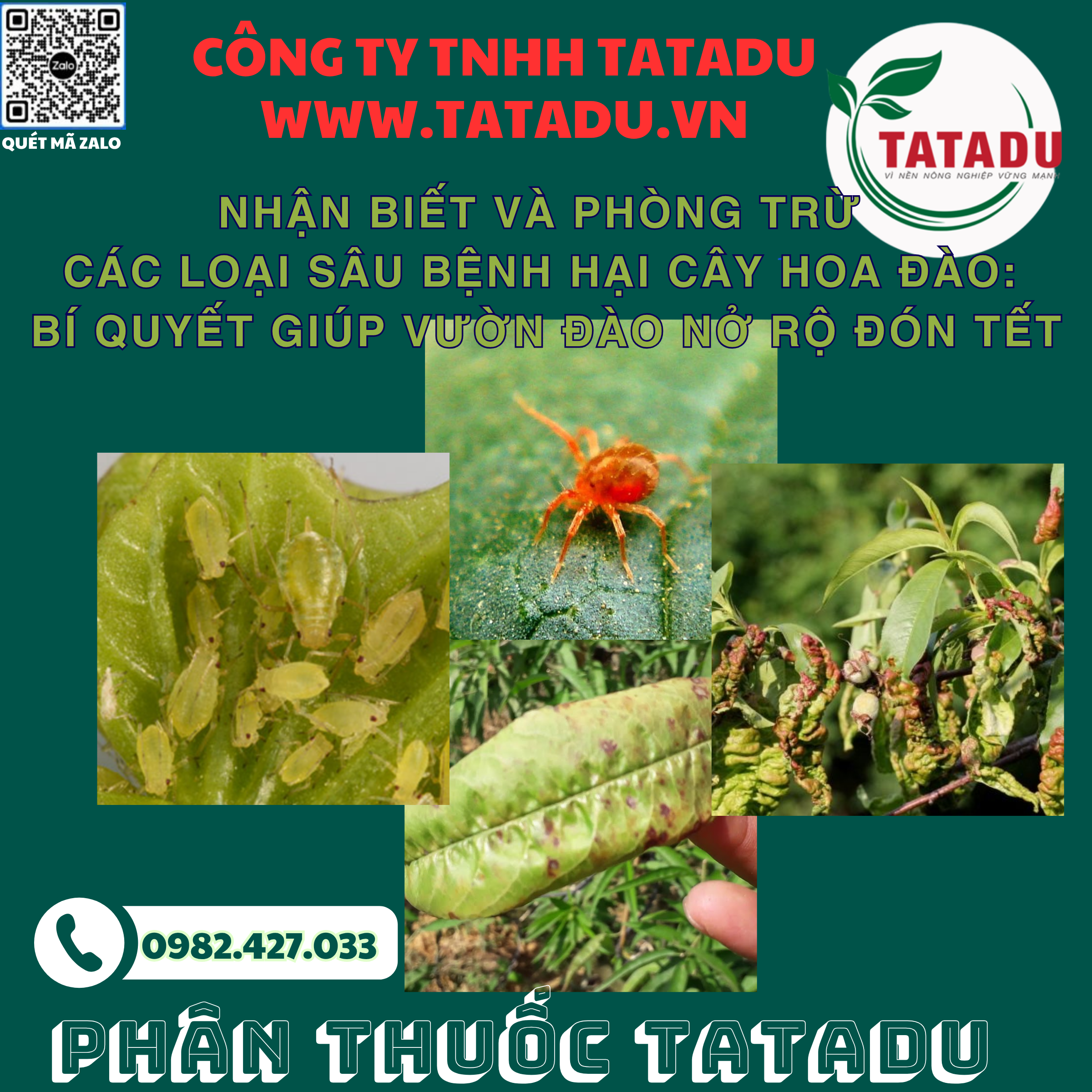 NHAN BIET VA PHONG TRU CAC LOAI SAU BENH HAI CAY HOA DAO BI QUYET GIUP VUON DAO NO RO DON TET NHAN BIET VA PHONG TRU CAC LOAI SAU BENH HAI CAY HOA DAO BI QUYET GIUP VUON DAO NO RO DON TET