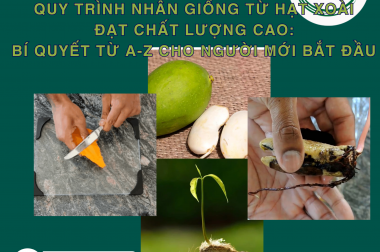QUY TRÌNH NHÂN GIỐNG TỪ HẠT XOÀI ĐẠT CHẤT LƯỢNG CAO: BÍ QUYẾT TỪ A-Z CHO NGƯỜI MỚI BẮT ĐẦU