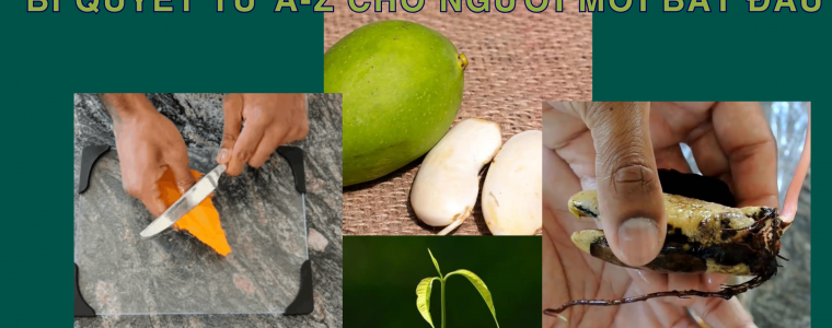 QUY TRINH NHAN GIONG TU HAT XOAI DAT CHAT LUONG CAO BI QUYET TU A Z CHO NGUOI MOI BAT DAU