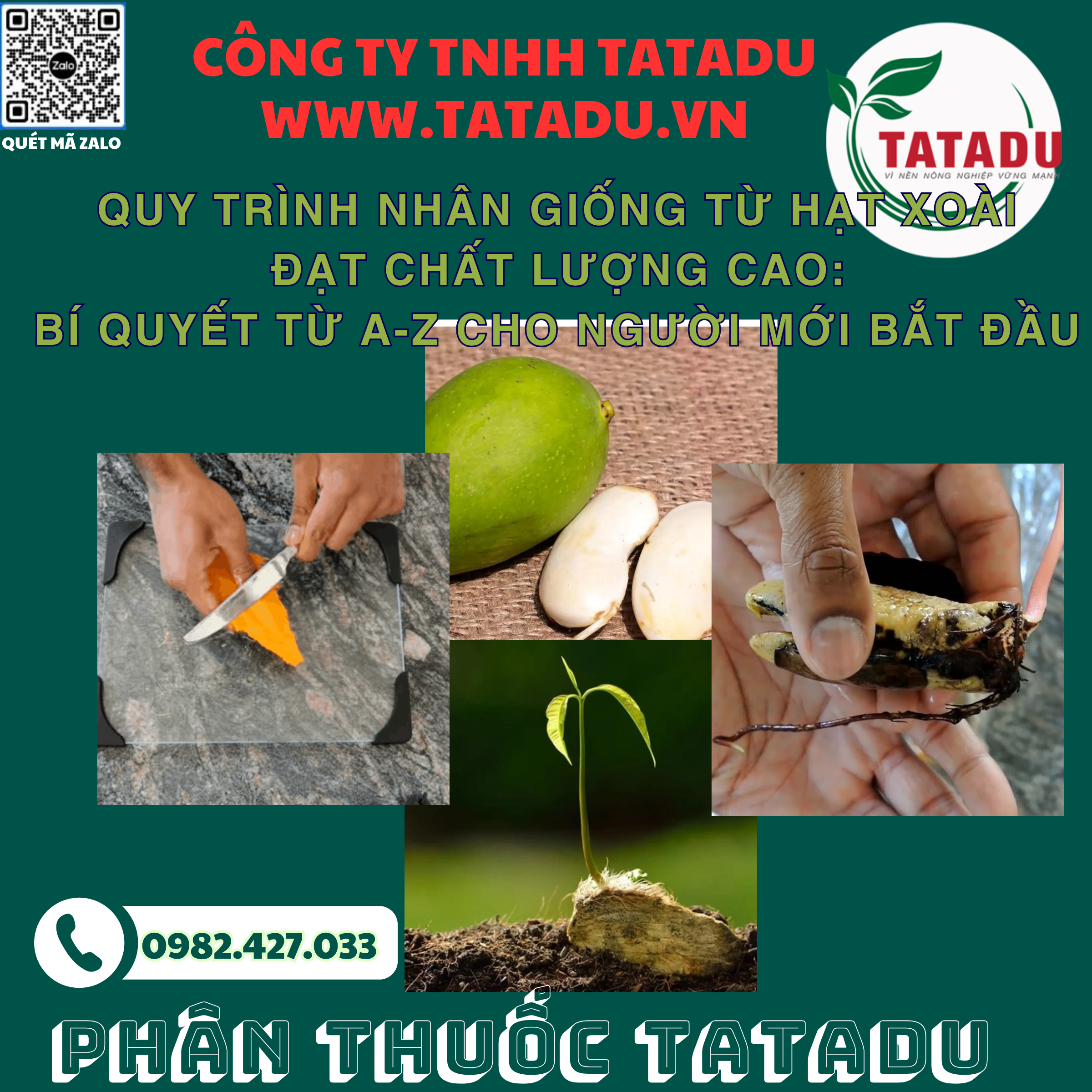 QUY TRINH NHAN GIONG TU HAT XOAI DAT CHAT LUONG CAO BI QUYET TU A Z CHO NGUOI MOI BAT DAU