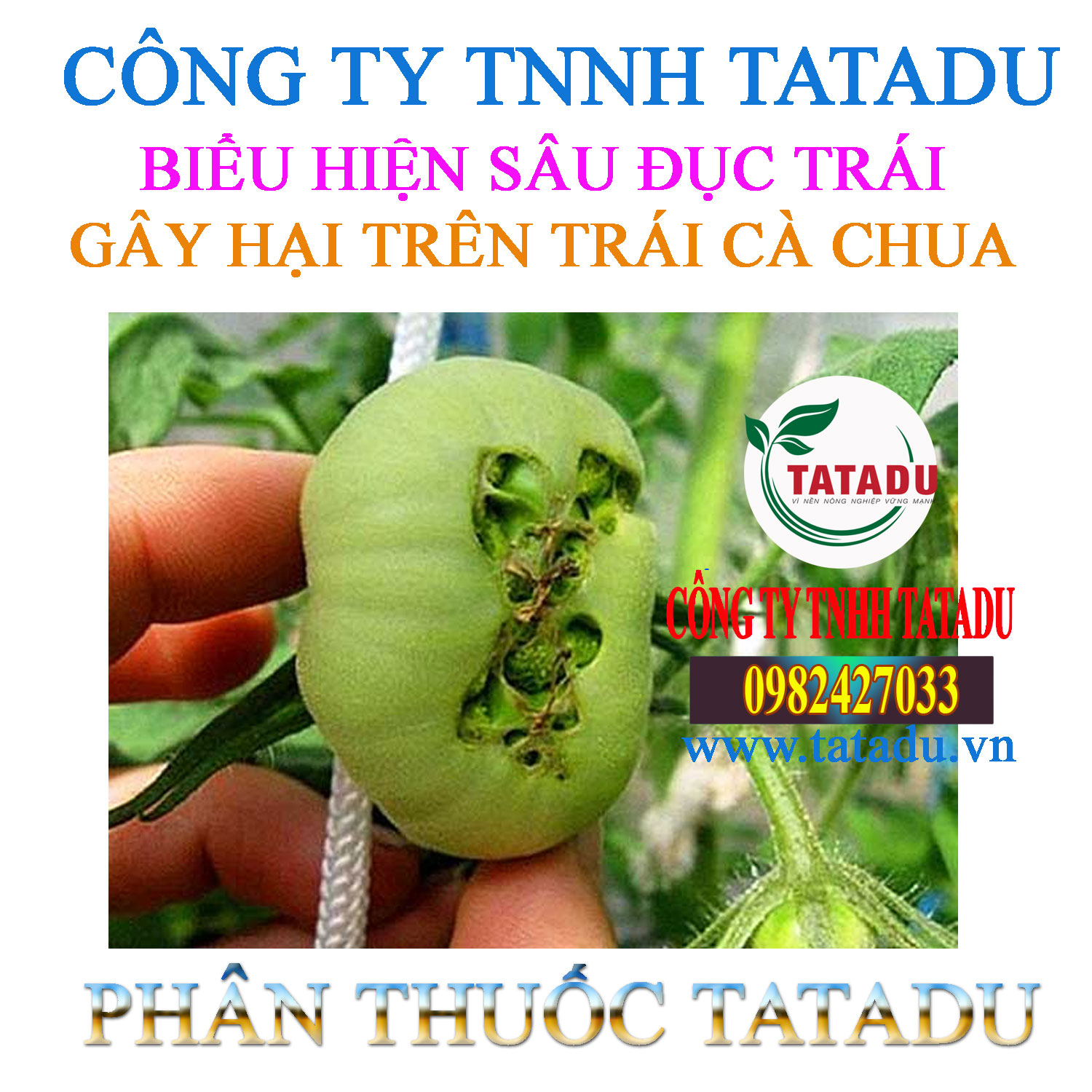 SAU DUC TRAI HAI CA CHUA SAU DUC TRAI HAI CA CHUA