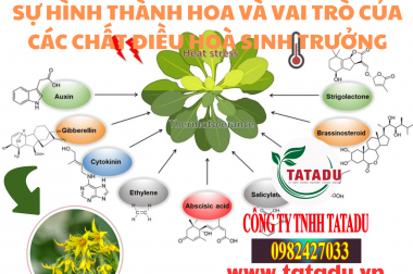 SỰ HÌNH THÀNH HOA VÀ VAI TRÒ CỦA CÁC CHẤT ĐIỀU HOÀ SINH TRƯỞNG