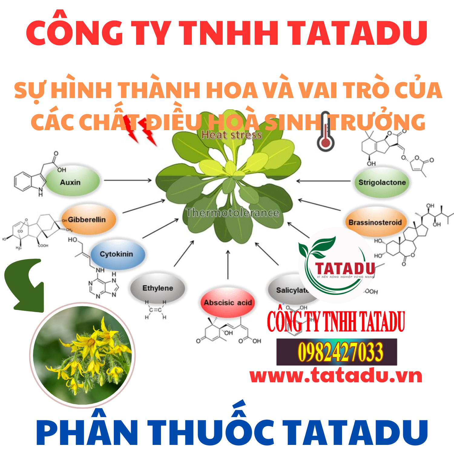 SU HINH THANH HOA VA VAI TRO CUA CAC CHAT DIEU HOA SINH TRUONG SU HINH THANH HOA VA VAI TRO CUA CAC CHAT DIEU HOA SINH TRUONG