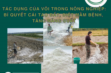 TÁC DỤNG CỦA VÔI TRONG NÔNG NGHIỆP: BÍ QUYẾT CẢI TẠO ĐẤT, DIỆT MẦM BỆNH, TĂNG NĂNG SUẤT