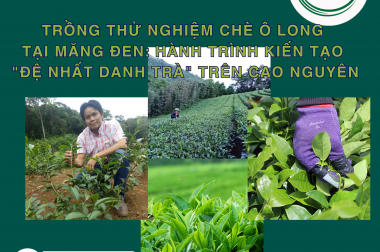 TRỒNG THỬ NGHIỆM CHÈ Ô LONG TẠI MĂNG ĐEN: HÀNH TRÌNH KIẾN TẠO “ĐỆ NHẤT DANH TRÀ” TRÊN CAO NGUYÊN