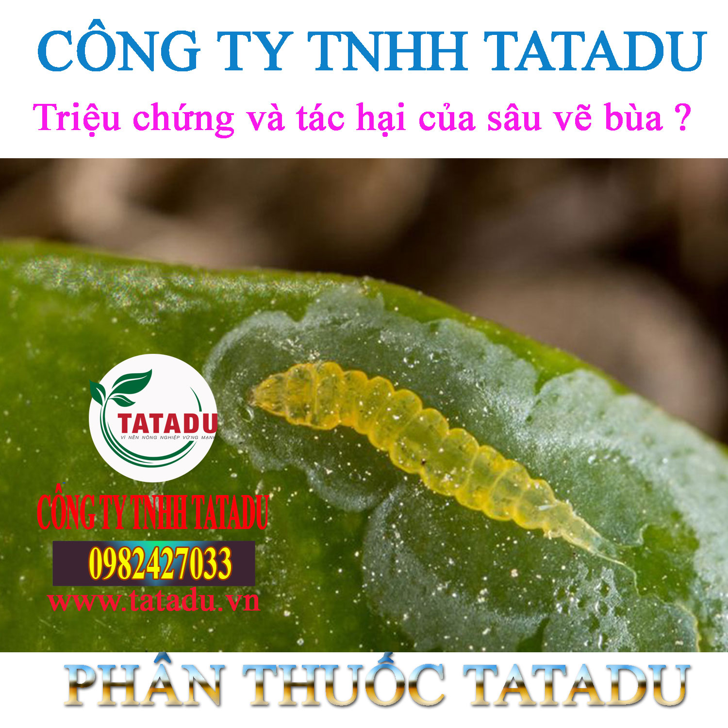 Trieu chung va tac hai cua sau ve bua