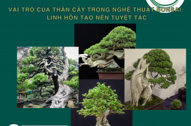 VAI TRÒ CỦA THÂN CÂY TRONG NGHỆ THUẬT BONSAI: LINH HỒN TẠO NÊN TUYỆT TÁC