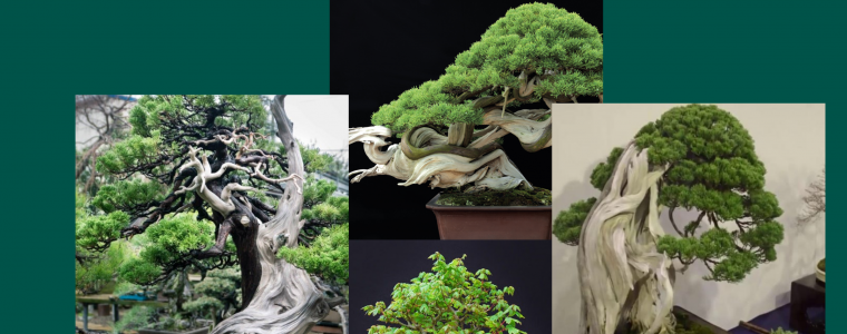 VAI TRO CUA THAN CAY TRONG NGHE THUAT BONSAI LINH HON TAO NEN TUYET TAC