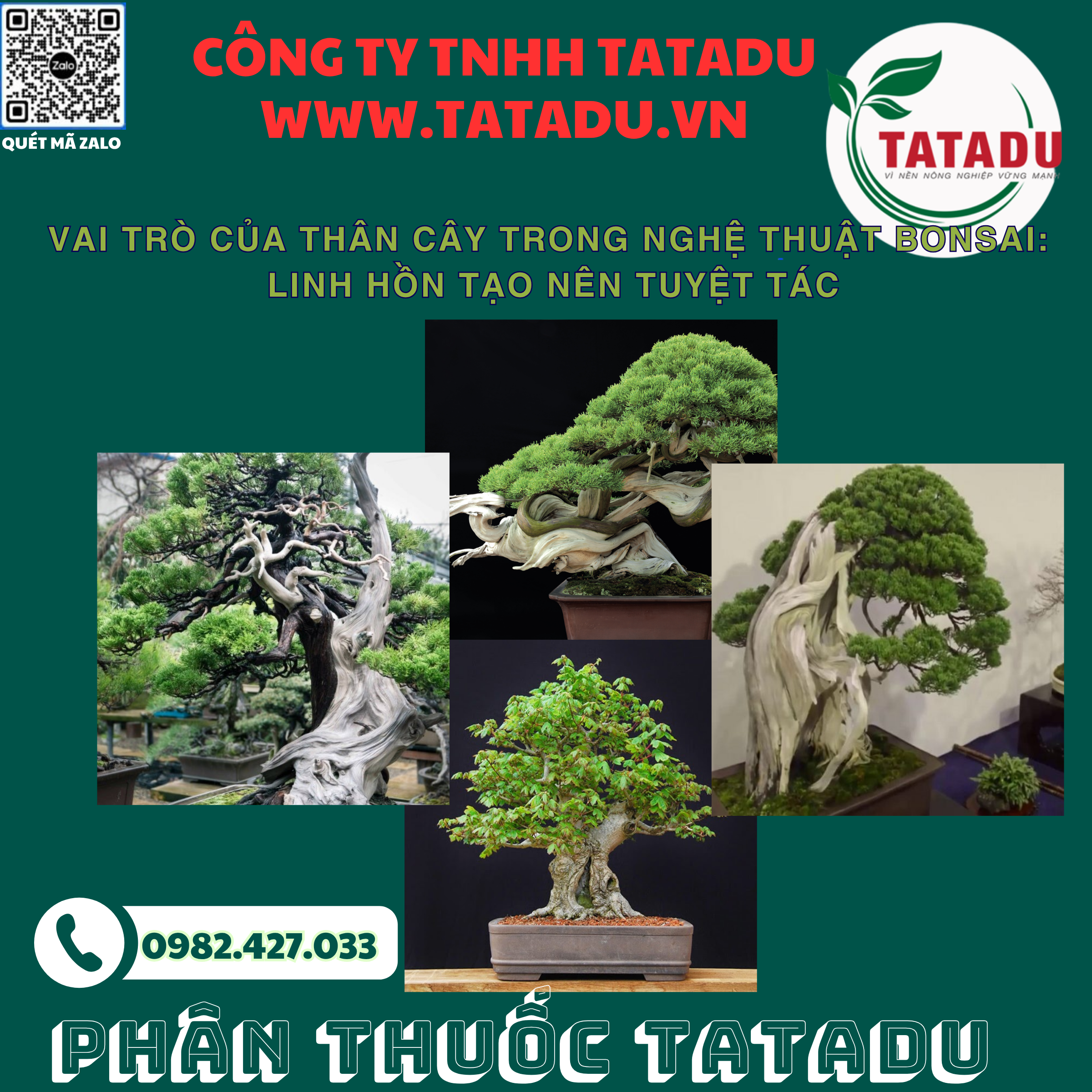 VAI TRO CUA THAN CAY TRONG NGHE THUAT BONSAI LINH HON TAO NEN TUYET TAC