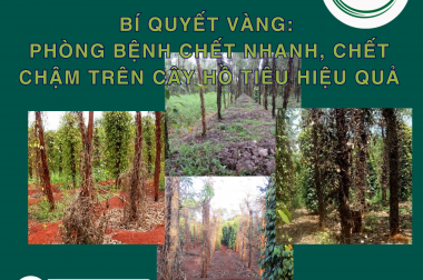 BÍ QUYẾT VÀNG: PHÒNG BỆNH CHẾT NHANH, CHẾT CHẬM TRÊN CÂY HỒ TIÊU HIỆU QUẢ