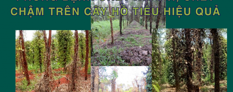 BI QUYET VANG PHONG BENH CHET NHANH CHET CHAM TREN CAY HO TIEU HIEU QUA
