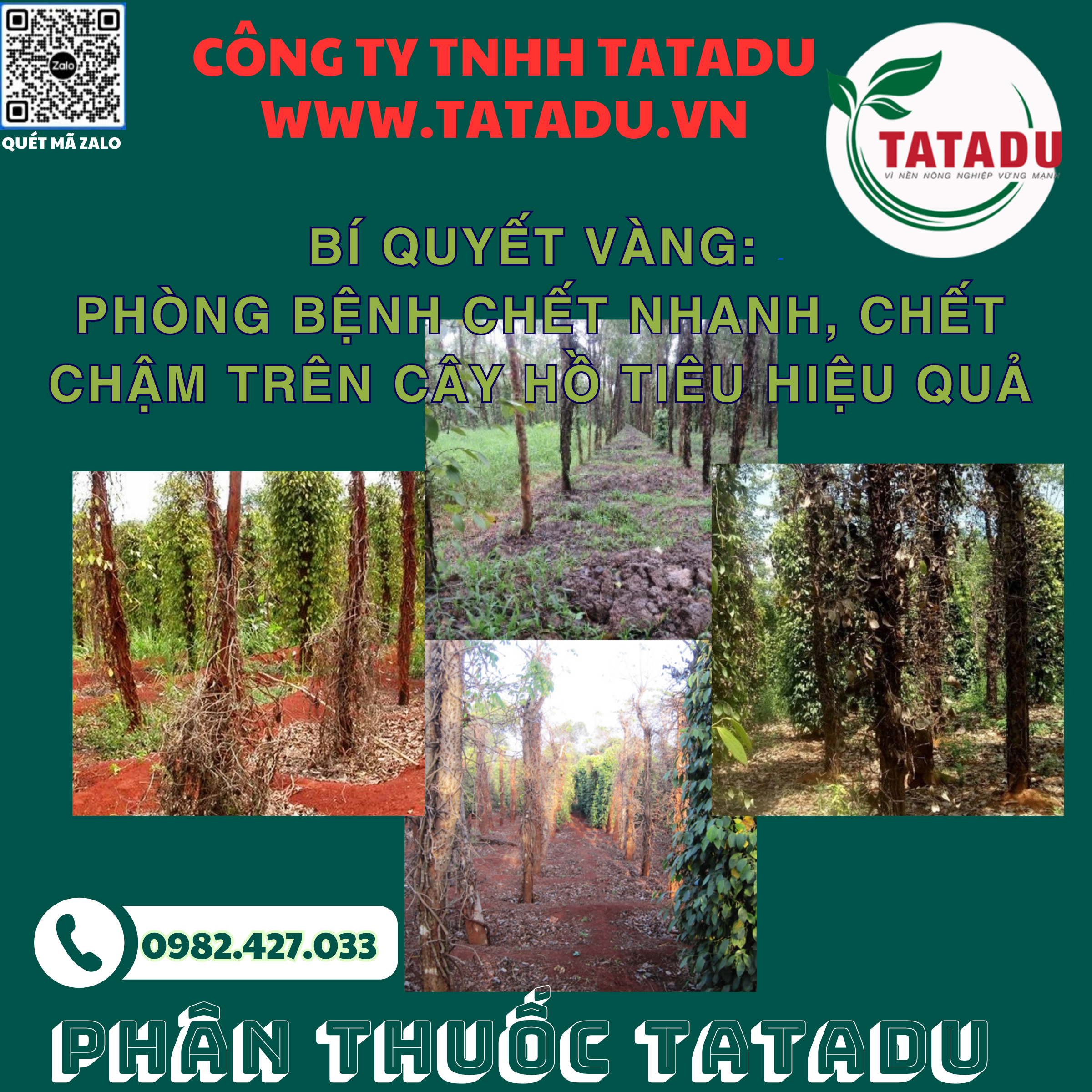 BI QUYET VANG PHONG BENH CHET NHANH CHET CHAM TREN CAY HO TIEU HIEU QUA