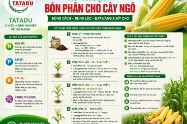 KỸ THUẬT BÓN PHÂN CHO CÂY NGÔ HIỆU QUẢ – TĂNG NĂNG SUẤT, HẠT CHẮC, BẮP TO