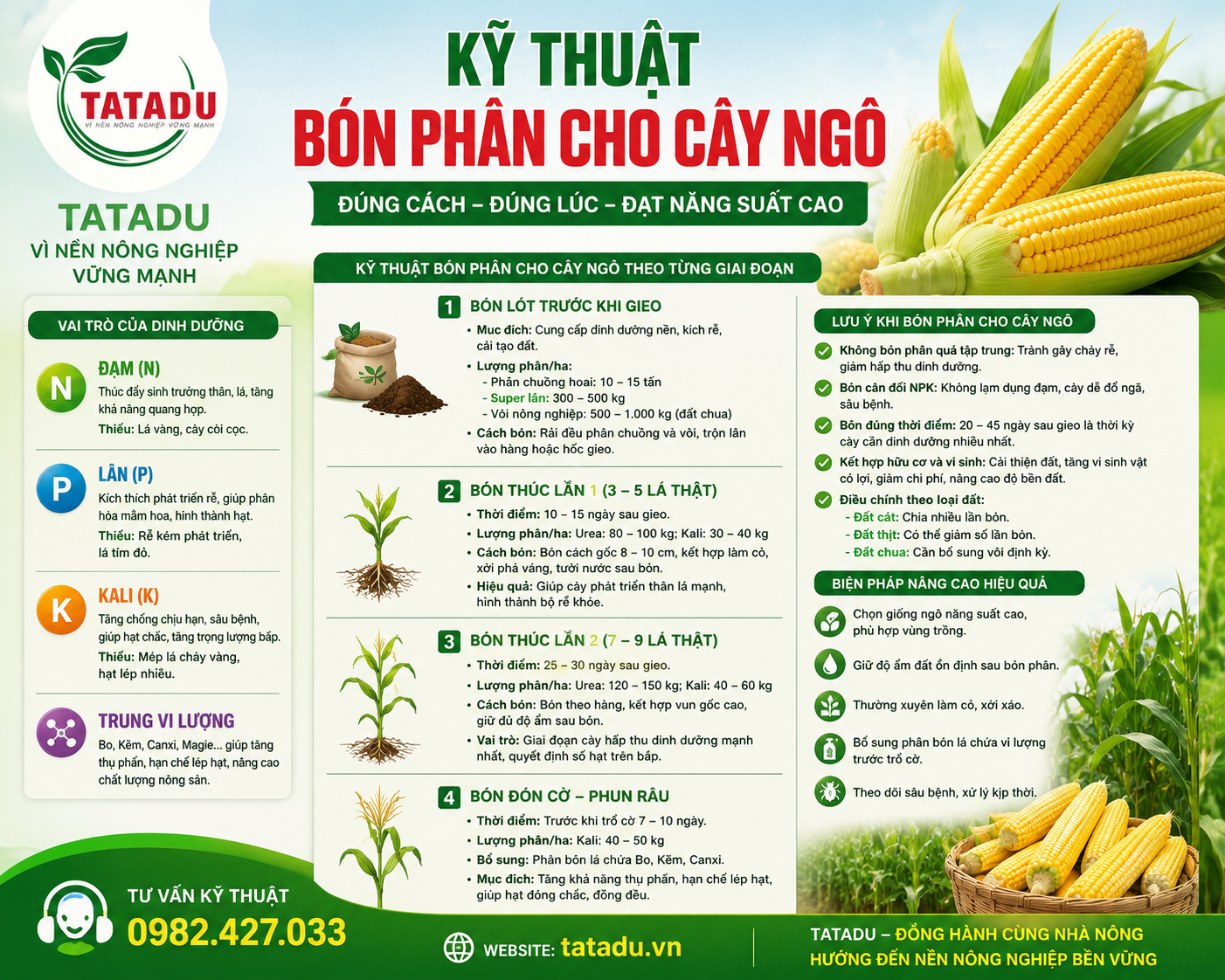 KỸ THUẬT BÓN PHÂN CHO CÂY NGÔ HIỆU QUẢ – TĂNG NĂNG SUẤT, HẠT CHẮC, BẮP TO