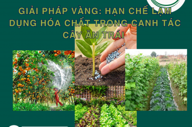 GIẢI PHÁP VÀNG: HẠN CHẾ LẠM DỤNG HÓA CHẤT TRONG CANH TÁC CÂY ĂN TRÁI
