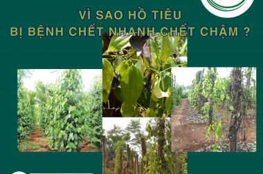 VÌ SAO HỒ TIÊU BỊ BỆNH CHẾT NHANH CHẾT CHẬM ? NGUYÊN NHÂN VÀ GIẢI PHÁP TOÀN DIỆN