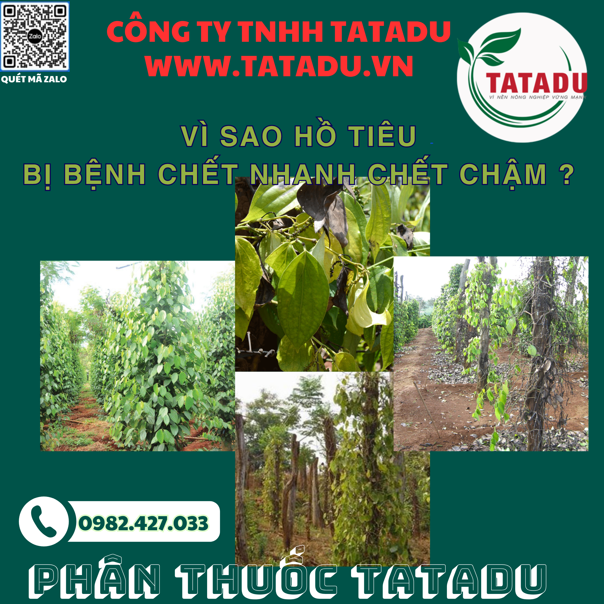 VI SAO HO TIEU BI BENH CHET NHANH CHET CHAM