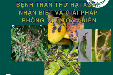 BỆNH THÁN THƯ HẠI XOÀI: NHẬN BIẾT VÀ GIẢI PHÁP PHÒNG TRỪ TOÀN DIỆN