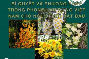 BÍ QUYẾT VÀ PHƯƠNG PHÁP TRỒNG PHONG LAN RỪNG VIỆT NAM CHO NGƯỜI MỚI BẮT ĐẦU