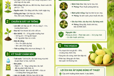KỸ THUẬT TRỒNG XOÀI Ở VÙNG ĐỒNG THÁP MƯỜI