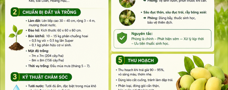 KỸ THUẬT TRỒNG XOÀI Ở VÙNG ĐỒNG THÁP MƯỜI