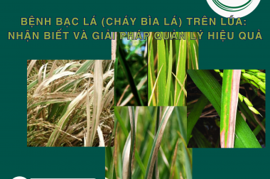 BỆNH BẠC LÁ (CHÁY BÌA LÁ) TRÊN LÚA: NHẬN BIẾT VÀ GIẢI PHÁP QUẢN LÝ HIỆU QUẢ