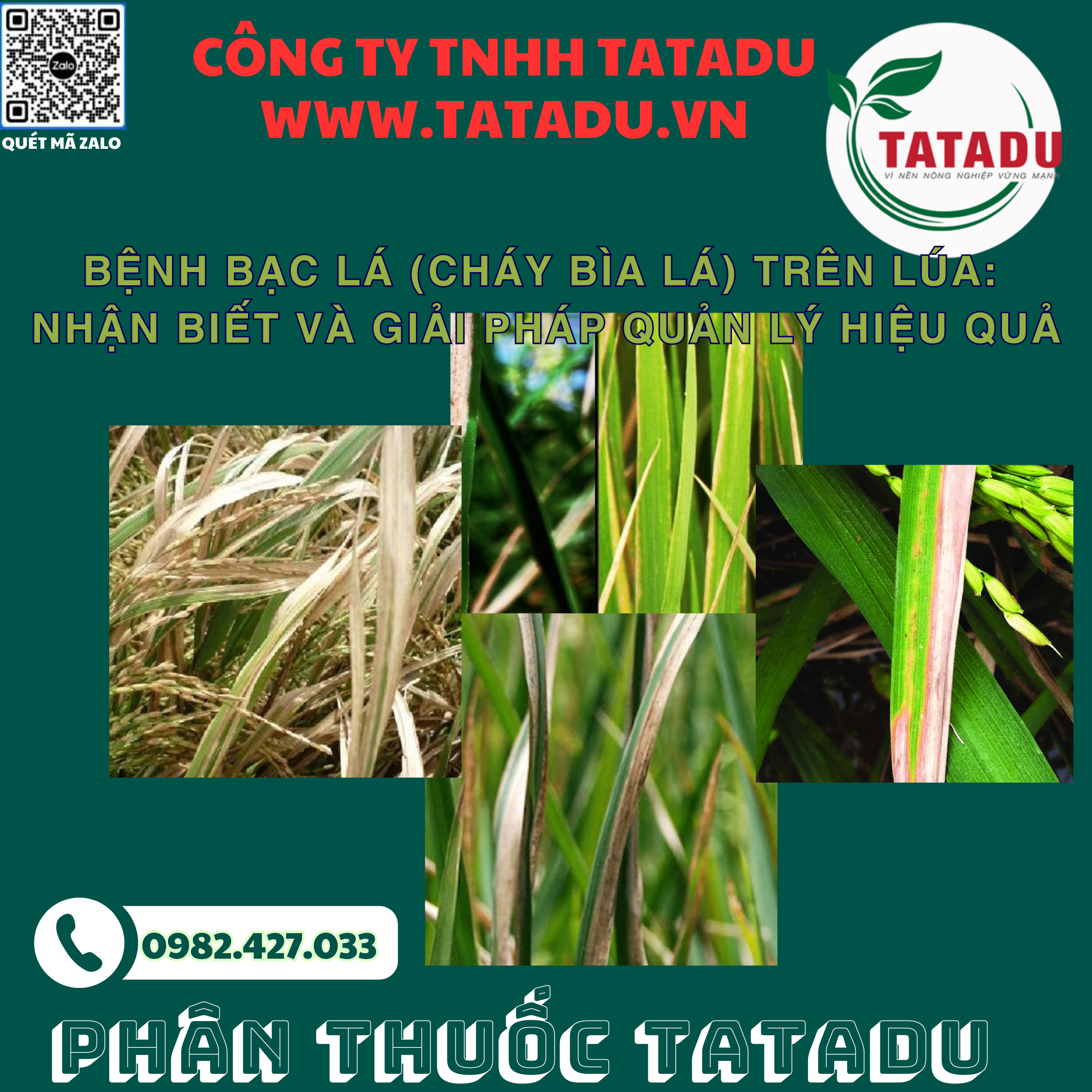 BENH BAC LA CHAY BIA LA TREN LUA NHAN BIET VA GIAI PHAP QUAN LY HIEU QUA