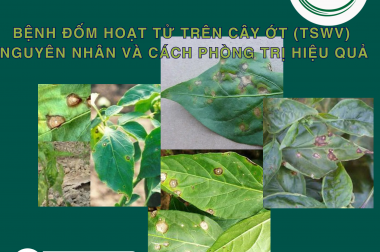 CẢNH BÁO: BỆNH ĐỐM HOẠT TỬ TRÊN CÂY ỚT (TSWV) – NGUYÊN NHÂN VÀ CÁCH PHÒNG TRỊ HIỆU QUẢ