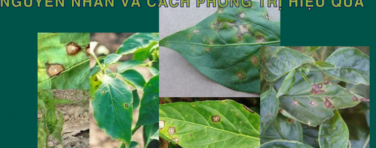 BENH DOM HOAT TU TREN CAY OT TSWV NGUYEN NHAN VA CACH PHONG TRI HIEU QUA